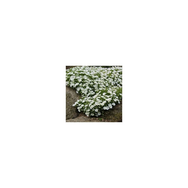 Arenaria Montana - 9cm Pot - Alpine & Rockery - Perennial