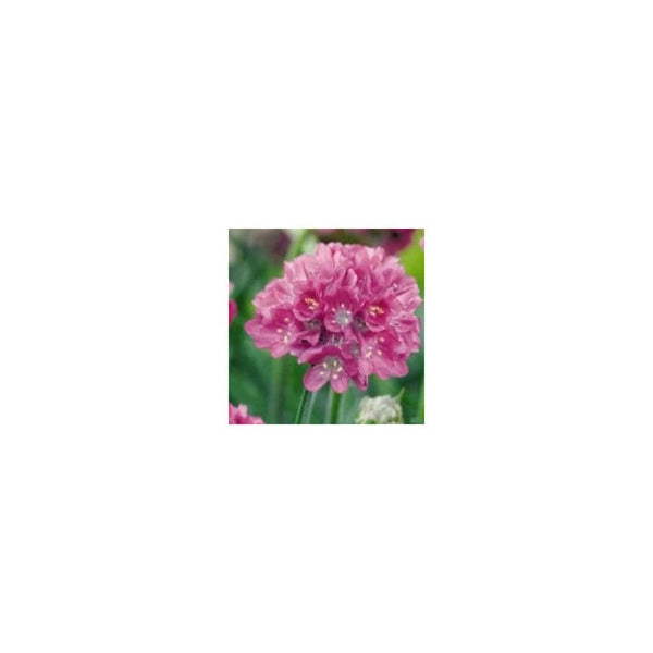 Armeria Maritima 'Abbey Deep Rose' - 9cm Pot - Alpine and Rockery - Perennial