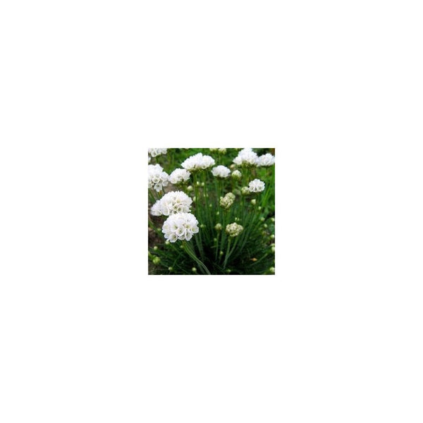 Armeria Maritima 'Abbey White' - 9cm Pot - Alpine and Rockery - Perennial