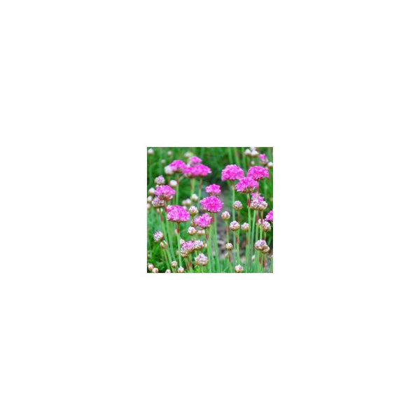 Armeria Maritima 'Armada Pink' - 9cm Pot - Alpine and Rockery - Perennial