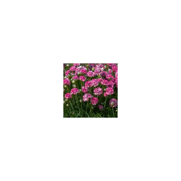 Armeria Maritima 'Armada Rose' - 9cm Pot - Alpine and Rockery - Perennial