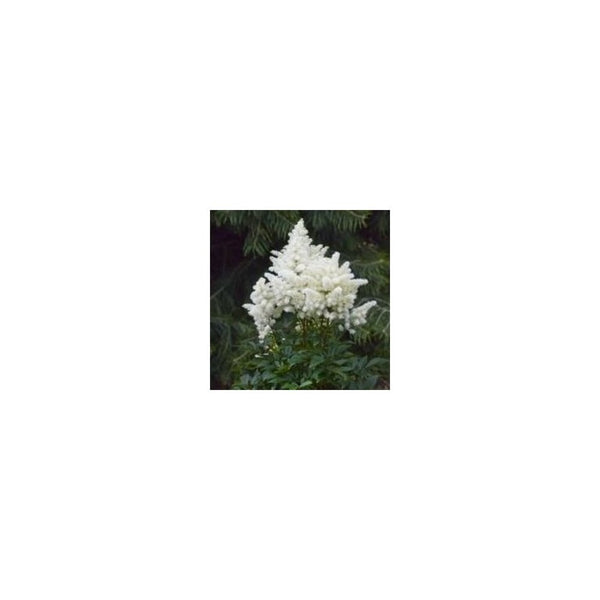 Astilbe White - 3L Pot