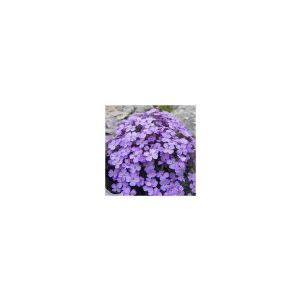 Aubrieta 'Audrey Light Blue' - 9cm Pot