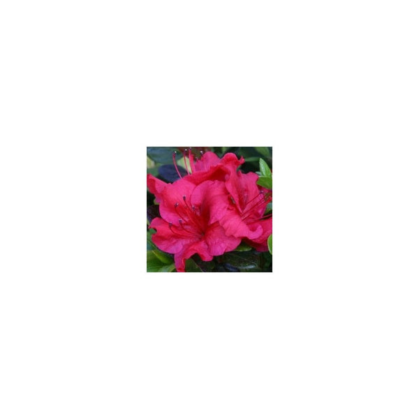 Azalea 'Johanna' Evergreen - 2L Pot