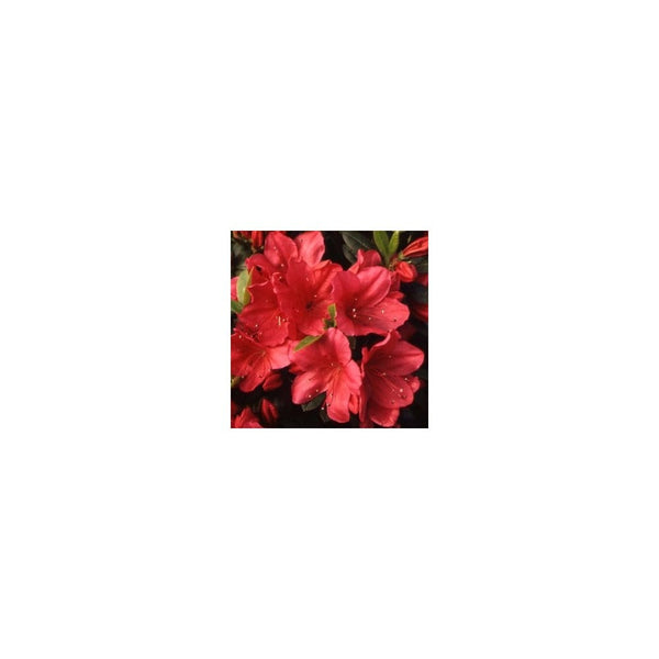 Azalea 'Nico' Evergreen - 2L Pot