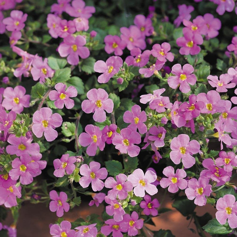 Bacopa Pink - 9-10.5cm Pot