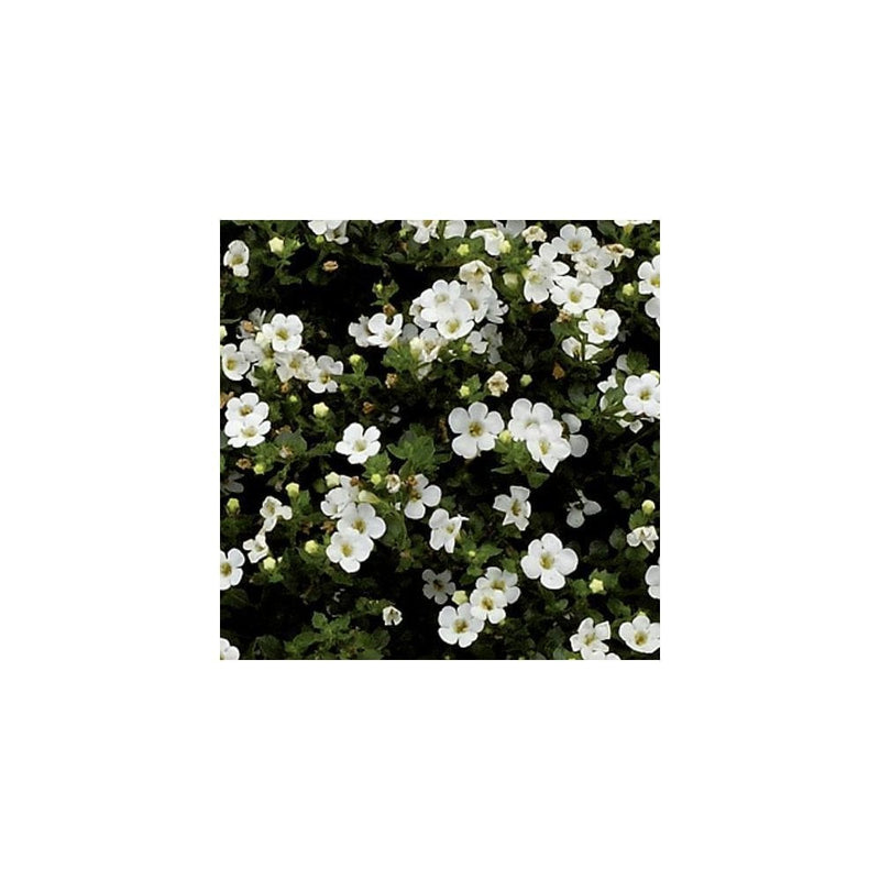 Bacopa White - 9-10.5cm Pot