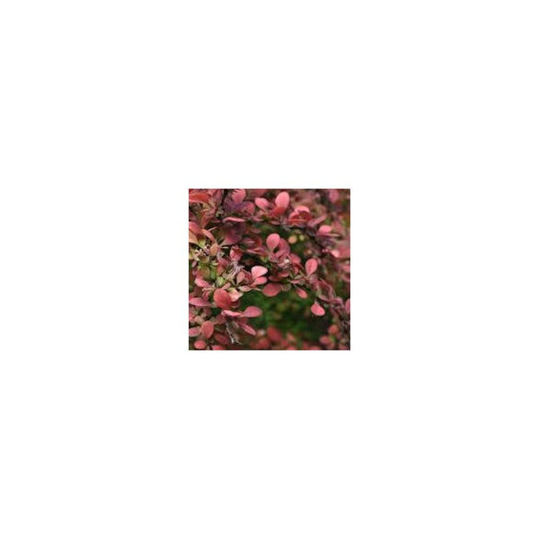 Berberis Thunbergii F. Atropurpurea 'Rose Glow'- 3L Pot