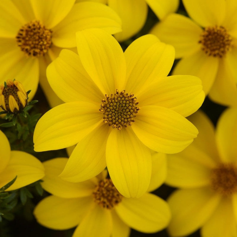 Bidens Yellow - 9-10.5cm Pot