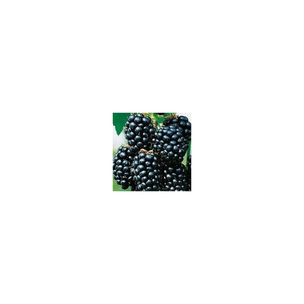 Blackberry Rubus Fruticosus 'Black Satin'- 2L Pot