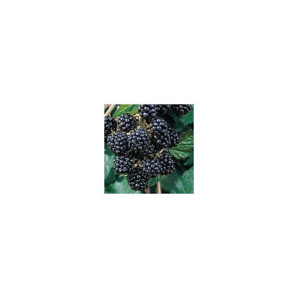 Blackberry Rubus Fruticosus 'Merton Thornless' - 2L Pot