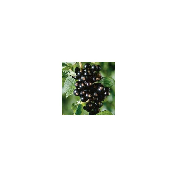 Blackcurrant 'Titania' / Ribes Nigrum 'Titania' - 2L Pot