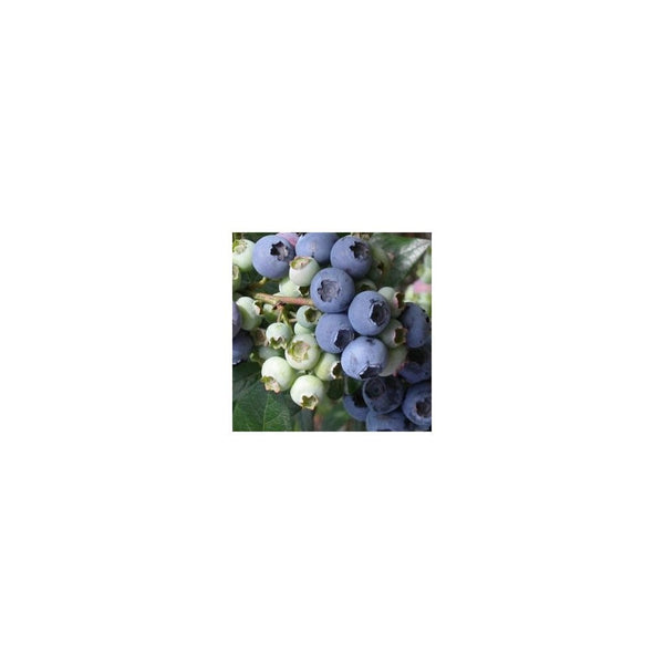 Blueberry - Vaccinium Corymbosum 'Elliott' - 2L Pot