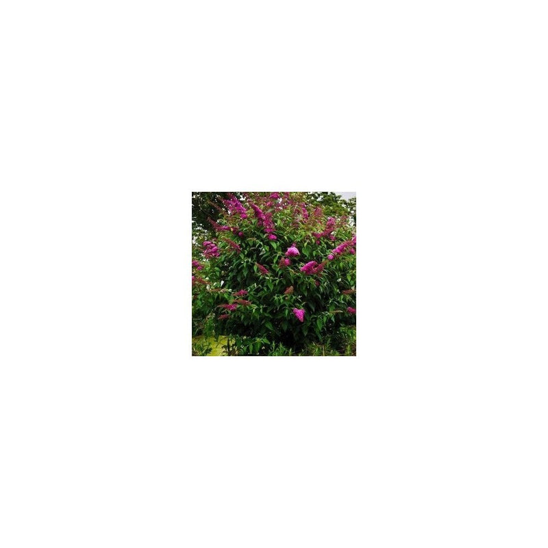 Buddleja Davidii 'Royal Red' - 1-2L Pot