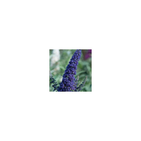 Buddleja Davidii 'Buzz Indigo' - 3L Pot