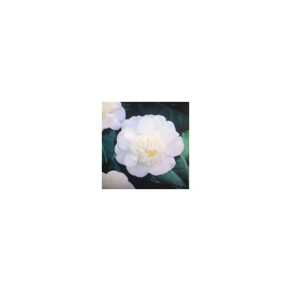 Camellia Double White - 2L Pot