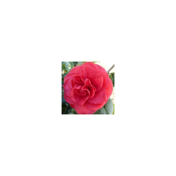 Camellia Japonica 'Lady Campbell' - 2L Pot