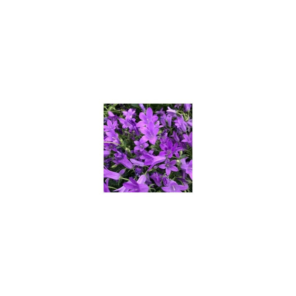 Campanula - 10.5cm Pot - Alpine & Rockery - Perennial