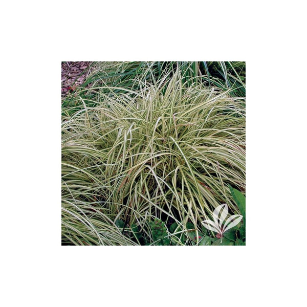 Carex Morrowii 'Aureoviegata' - 2L Pot