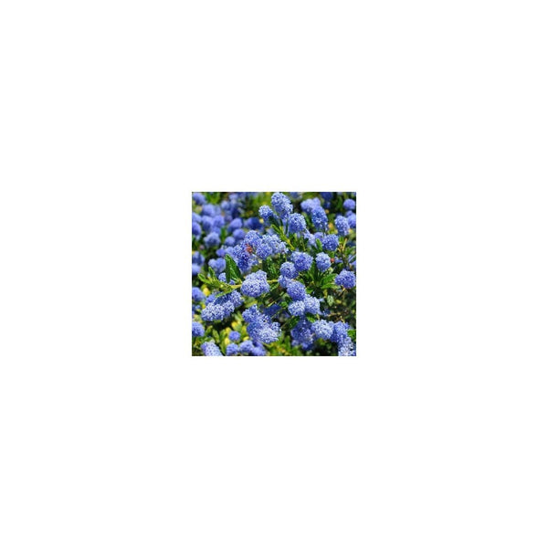 Ceanothus 'Concha' - 3L Pot