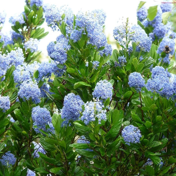 Ceanothus 'Yankee Point' - 2L Pot