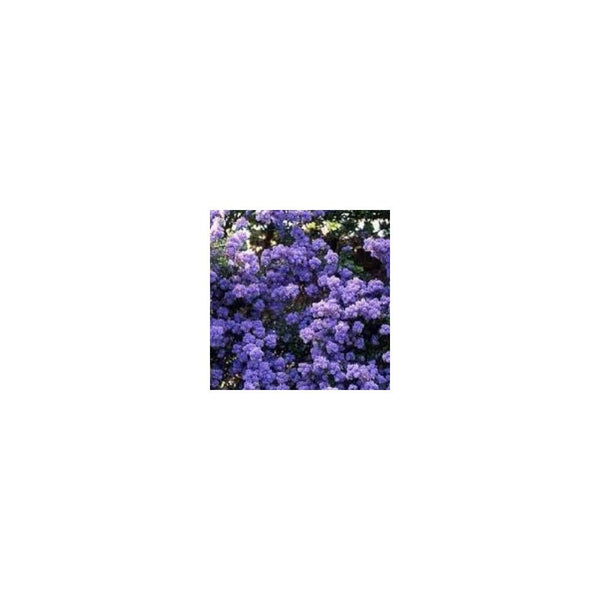 Ceanothus Dentatus - 1L Pot