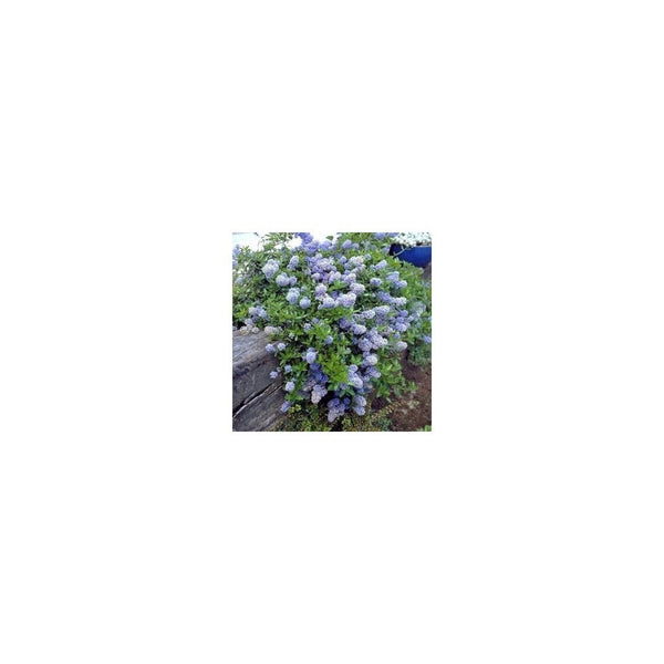 Ceanothus Repens - 3L Pot