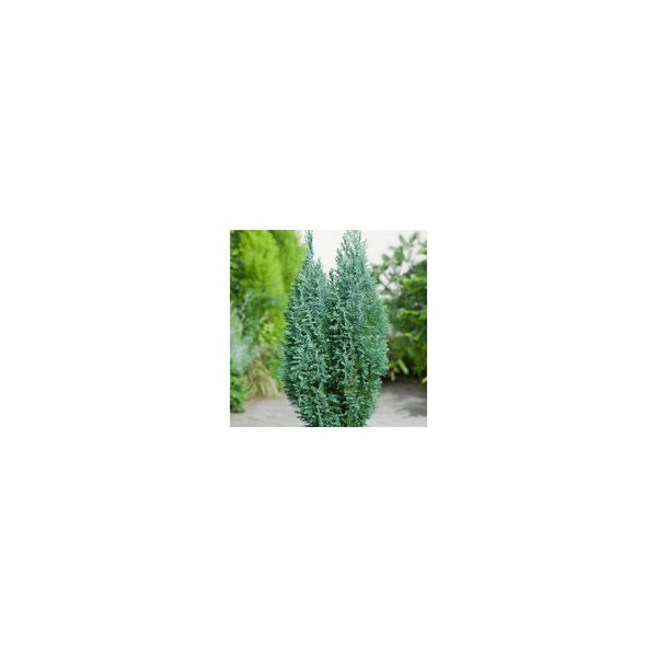 Chamaecyparis Lawsoniana 'Ellwoodii' - 1L Pot