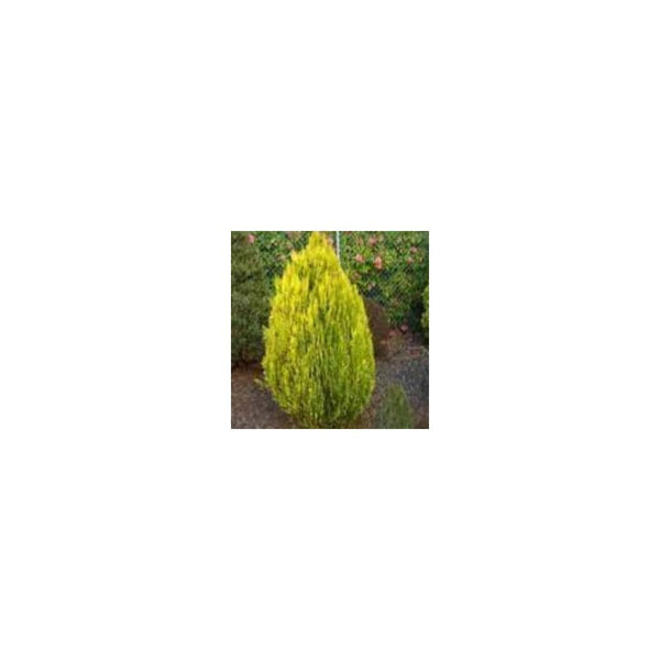 Chamaecyparis lawsoniana 'Erecta Aurea' - 1L Pot