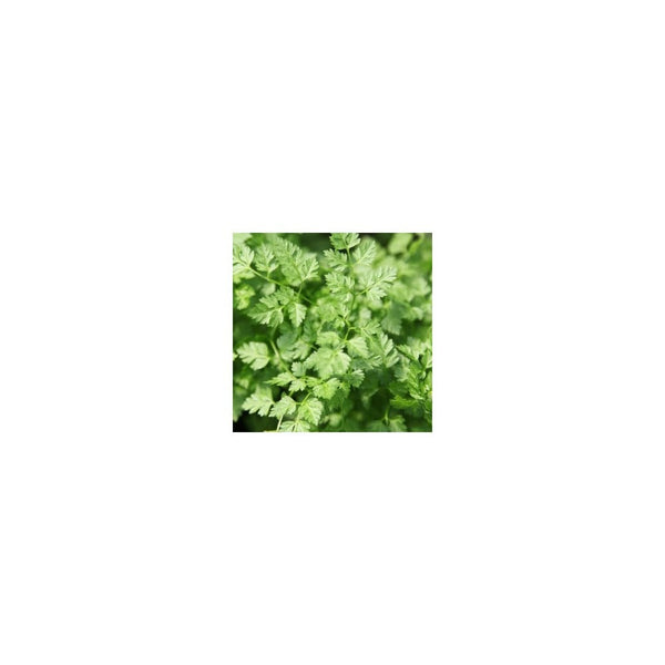 Chervil - 9cm Pot