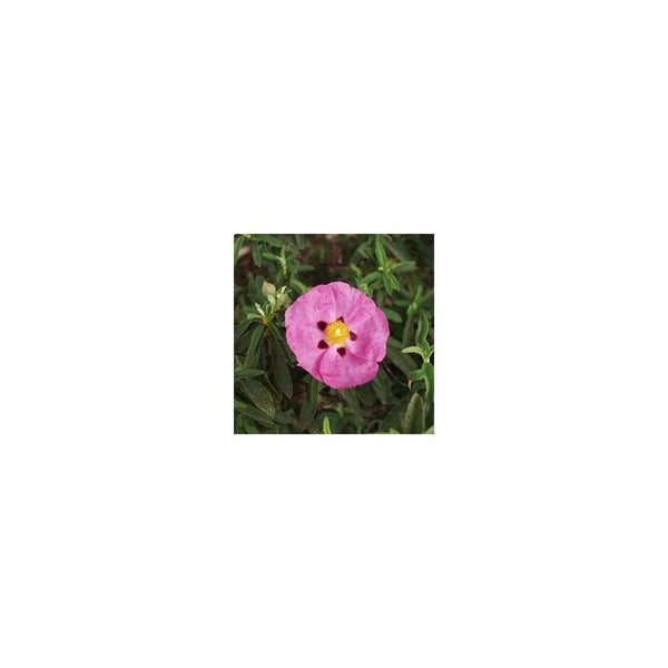 Cistus x Purpureus - 3L Pot