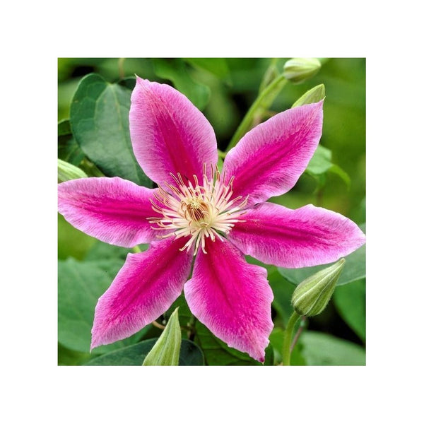 Clematis 'Dr Ruppel'- 1L Pot