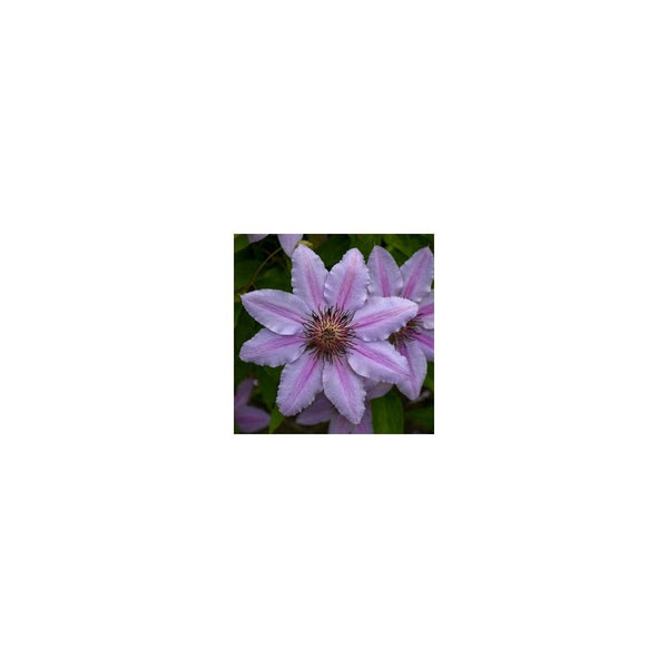 Clematis 'Nelly Moser' - 1L Pot