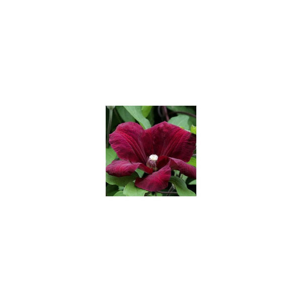 Clematis 'Rouge Cardinal' - 2L Pot