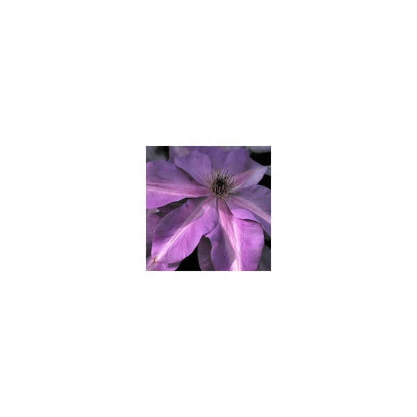 Clematis 'Shimmer' - 3L Deep Pot