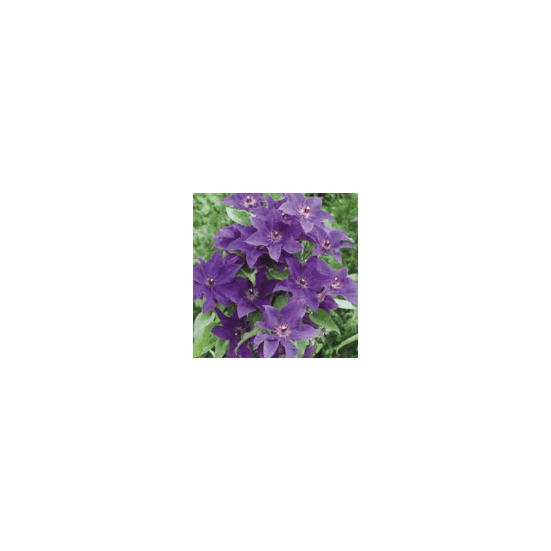 Clematis 'The President' - 1L Pot