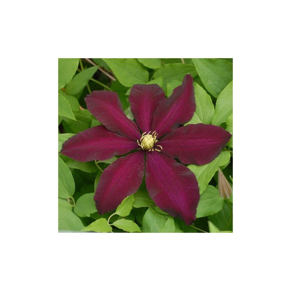 Clematis 'Warsaw Nike' - 2-3L Pot