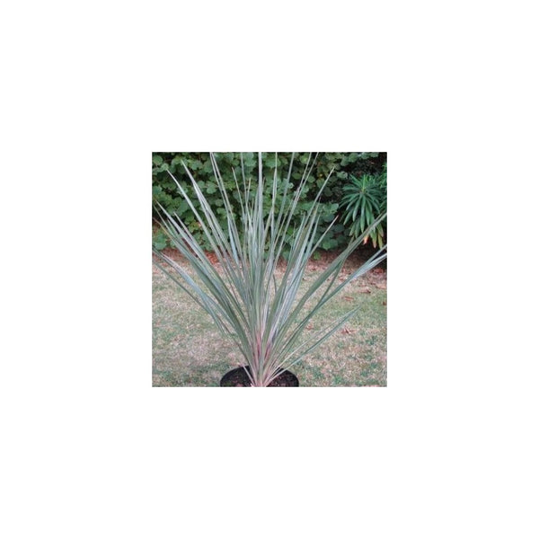 Cordyline 'Pink Champagne Tricolour' - 2L Pot