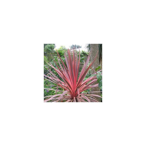 Cordyline 'Purple Sensation' - Evergreen Tree 17cm Pot