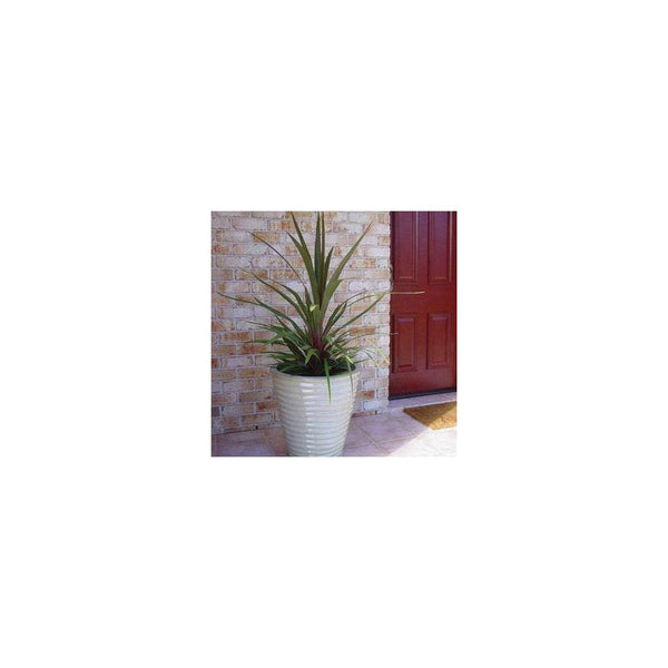 Cordyline 'Sundance' - Evergreen Tree - 17cm Pot