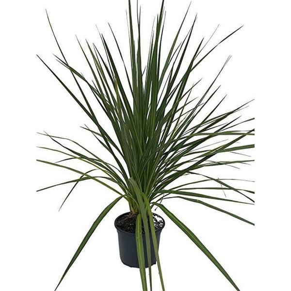 Cordyline Australis Green - Evergreen Tree - 17cm Pot