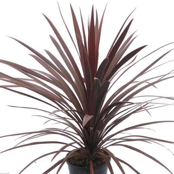 Cordyline Red Star Hardy Plant - Evergreen Tree 40-60cm Tall -17cm Pot