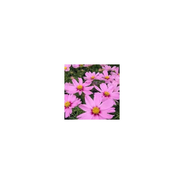 Cosmos Pink - 1 litre