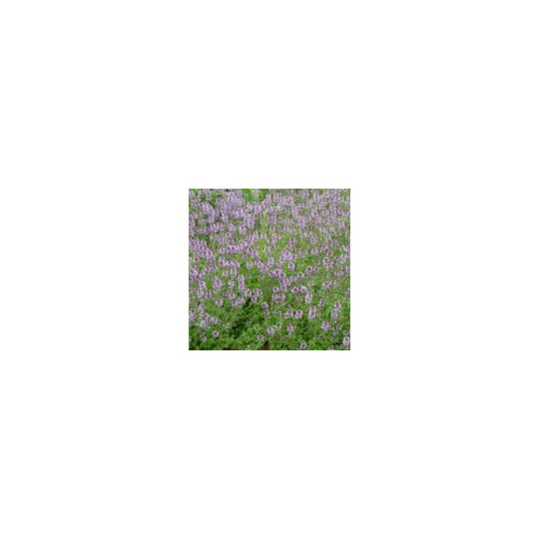 Creeping Lemon Thyme - 9cm Pot