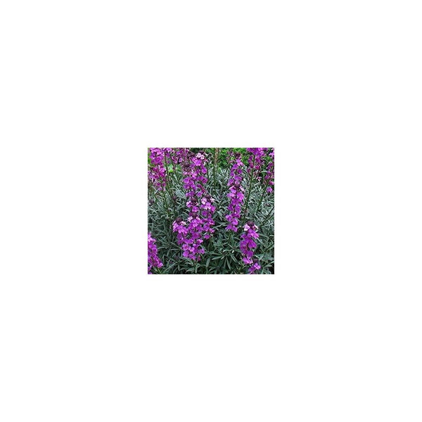 Erysimum 'Bowles's Mauve' - 1.4L Pot