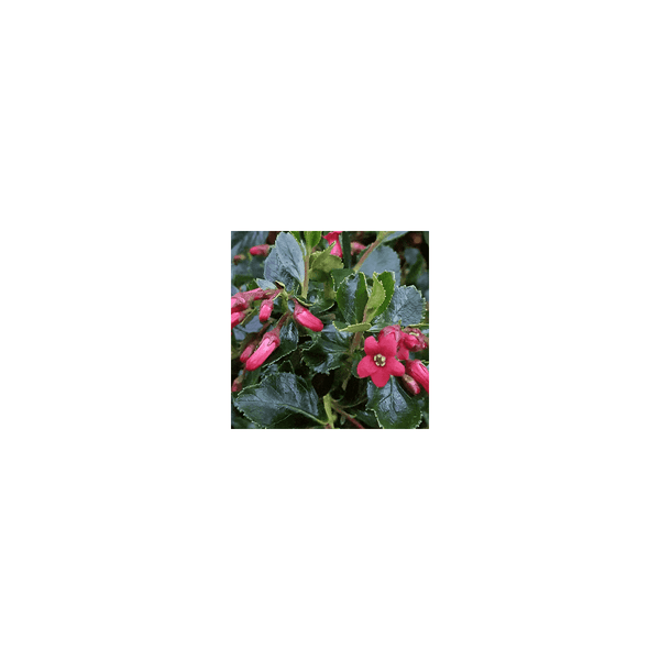 Escallonia Rubra Var Macrantha - 3L Pot