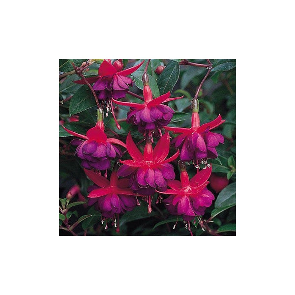 Fuchsia 'Dollar Princess' Hardy Fuchsia - 9-10.5cm Pot