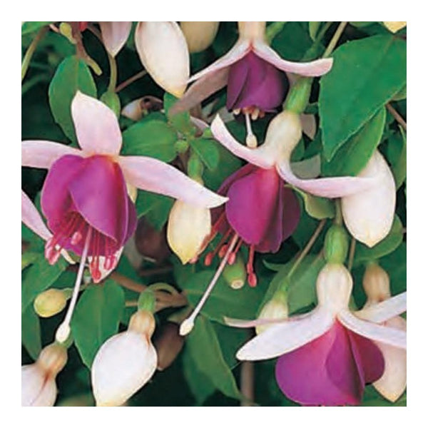 Fuchsia 'La Campanella' Trailing Fuchsia - 9-10.5cm Pot