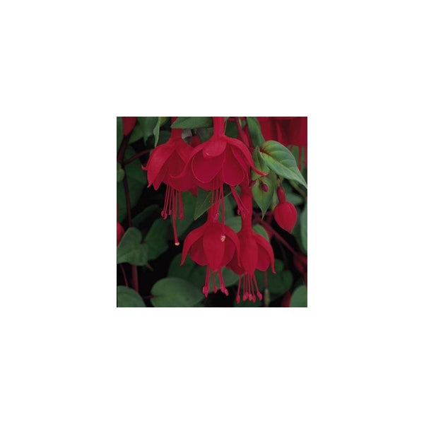 Fuchsia 'Marinka' Trailing Fuchsia - 10.5cm Pot