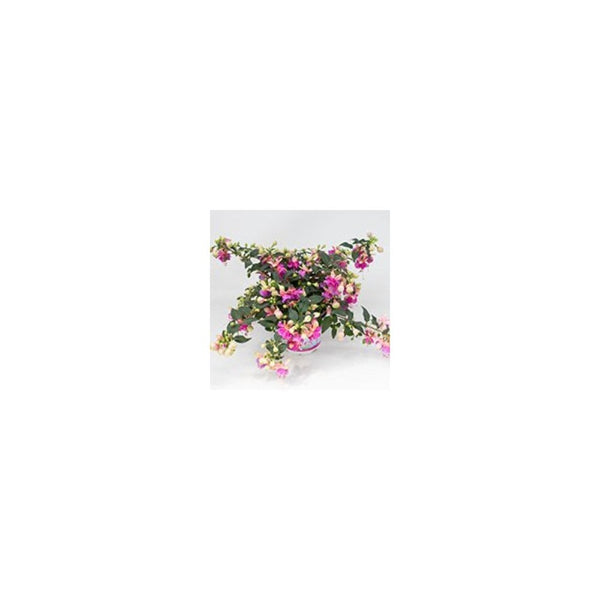 Fuchsia Jollie Orly - Trailing - 1L Pot